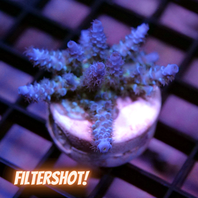 Acropora kenti - Grade 1