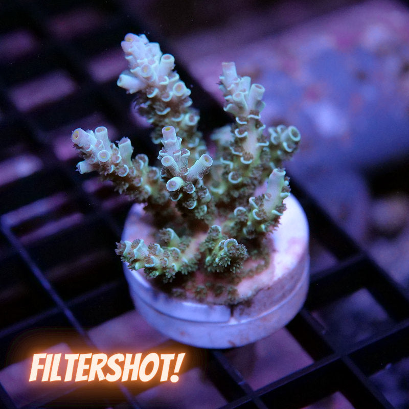 Acropora kenti - Grade 1