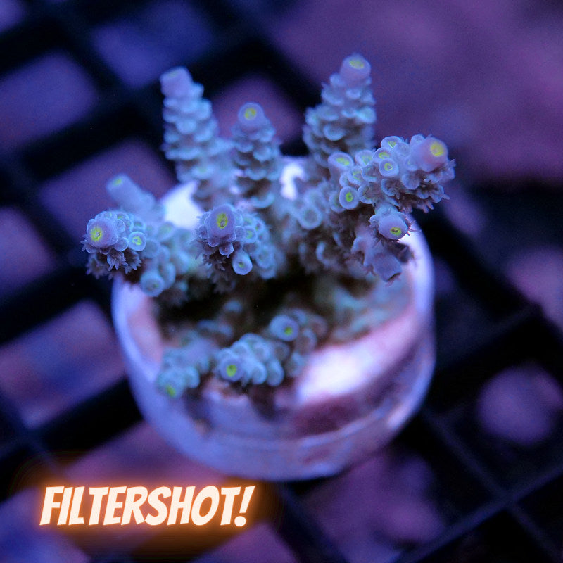 Acropora kenti - Grade 1
