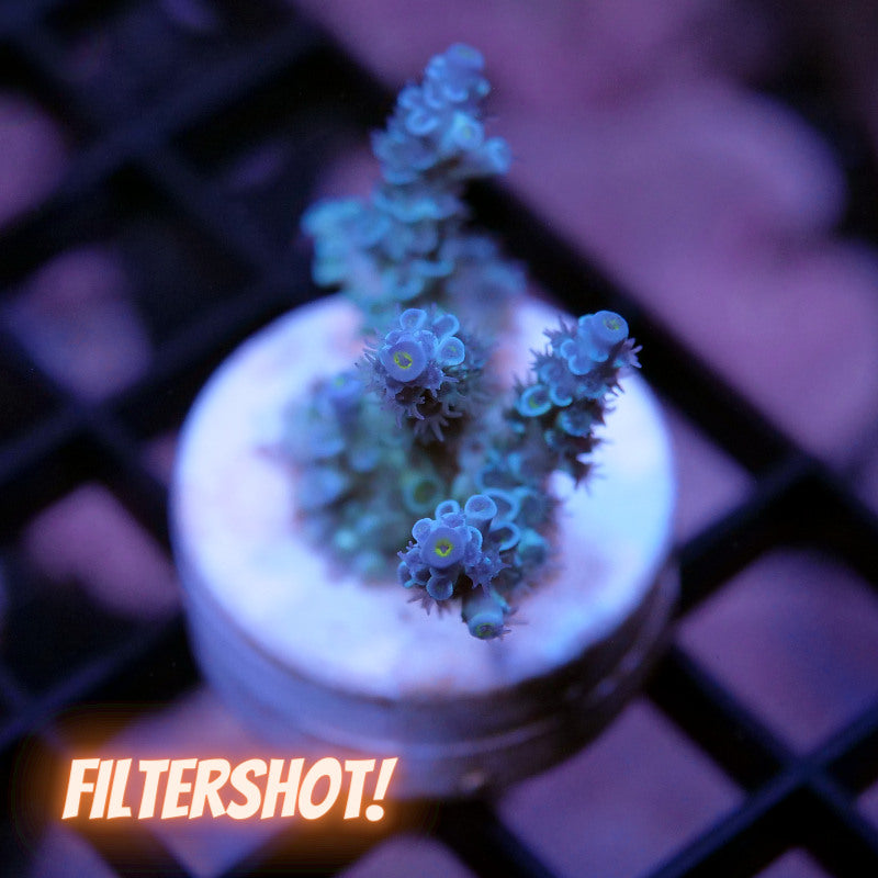 Acropora kenti - Grade 1