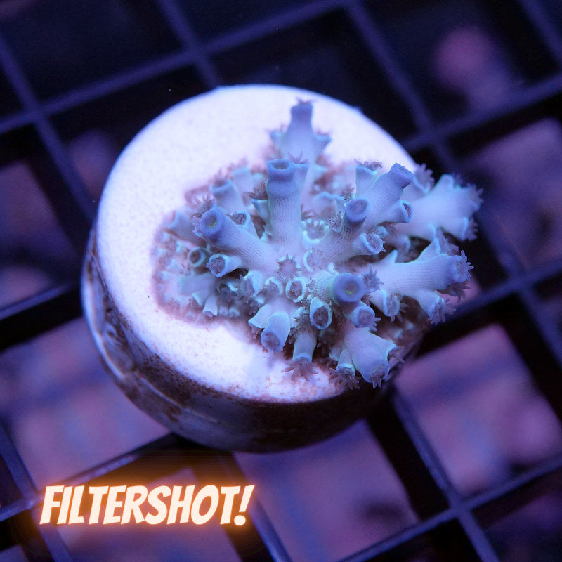 Acropora kenti - Grade 2