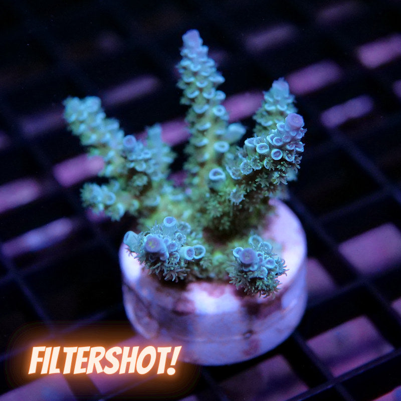 Acropora kenti - Grade 2