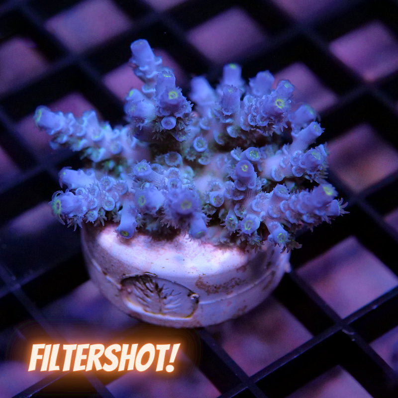 Acropora kenti - Grade 2