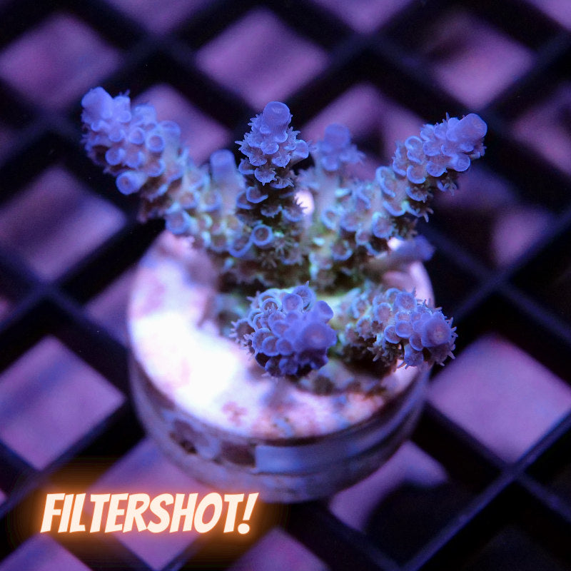 Acropora kenti - Grade 2