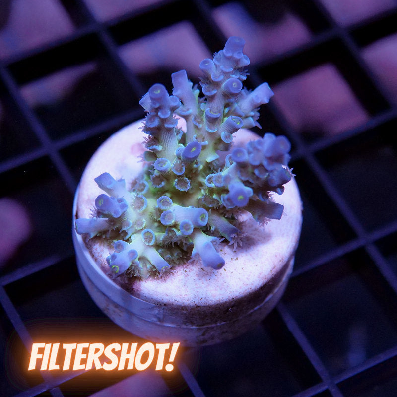 Acropora kenti - Grade 2