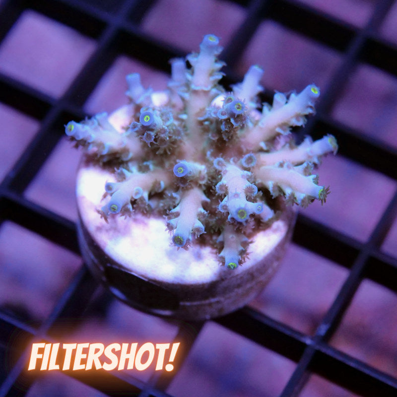 Acropora kenti - Grade 3