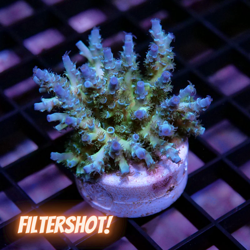 Acropora kenti - Grade 3