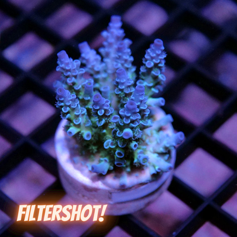 Acropora kenti - Grade 3