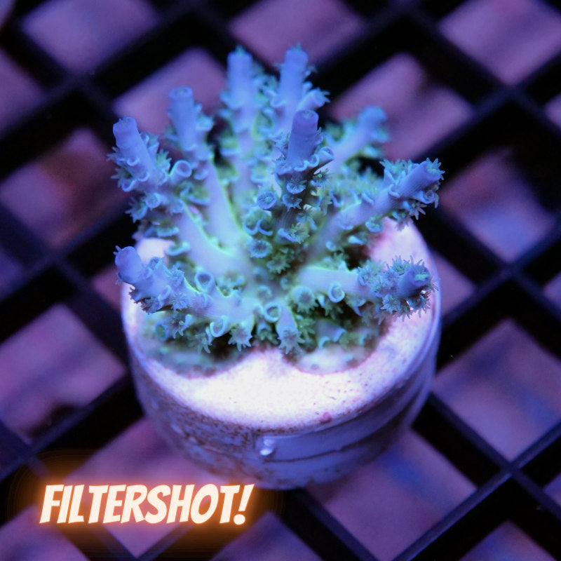 Acropora kenti - Grade 3