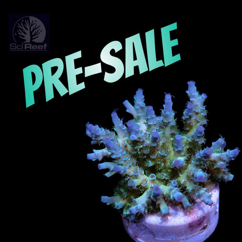 Aquarium Korallen Futterspender – 55 Cm Acryl-Pipette, Zum Füttern & Reinigen Von Korallen