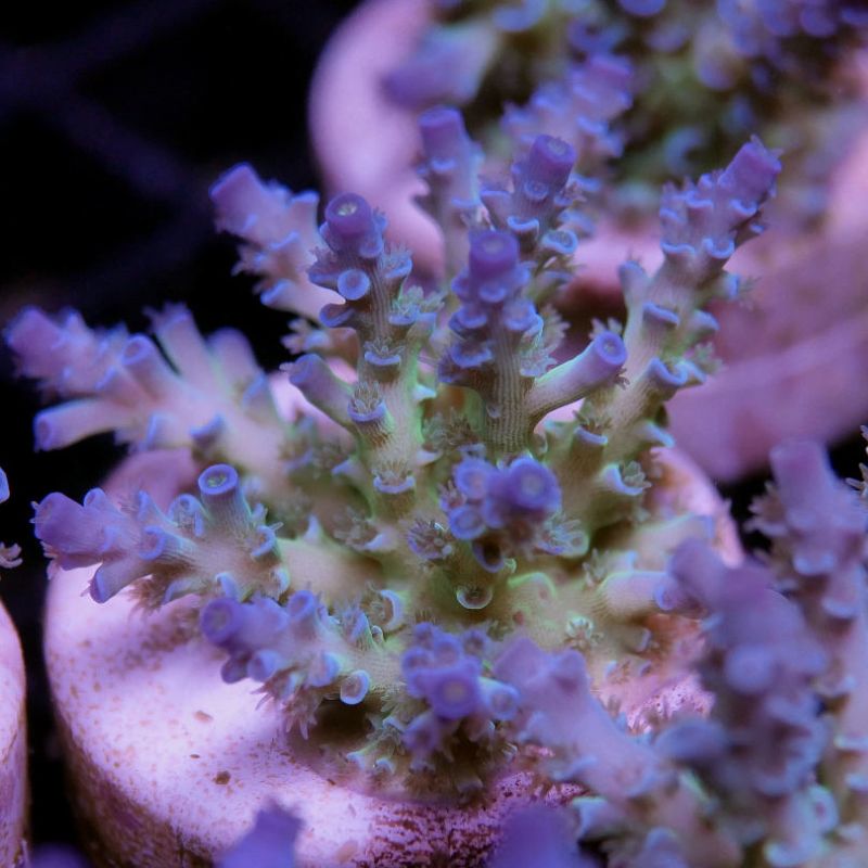 Acropora kenti - mehr Optionen anfragen