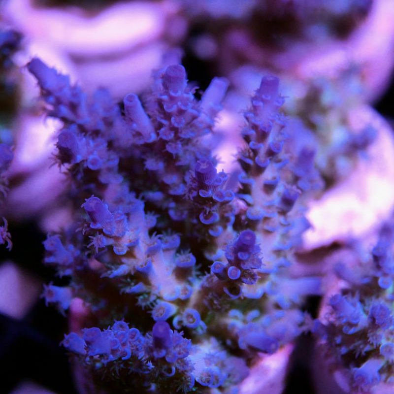 Acropora kenti - mehr Optionen anfragen