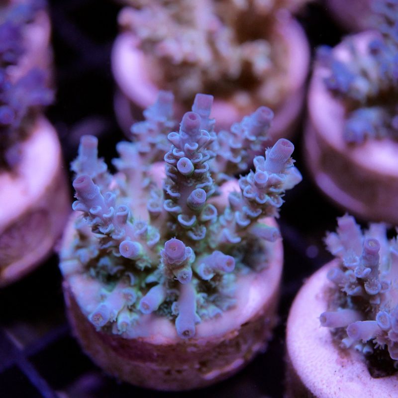 Acropora kenti - mehr Optionen anfragen