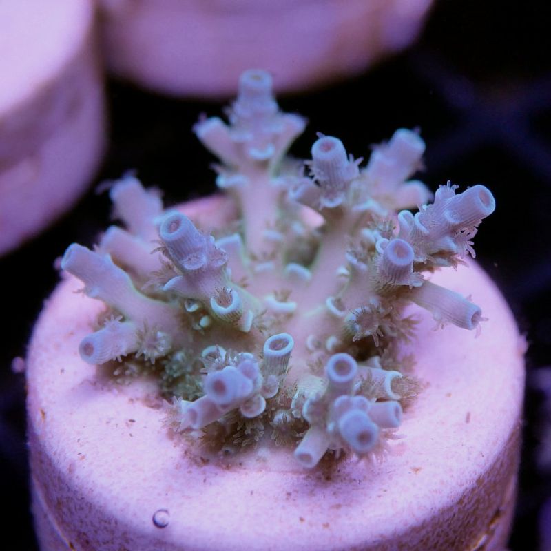Acropora kenti - mehr Optionen anfragen