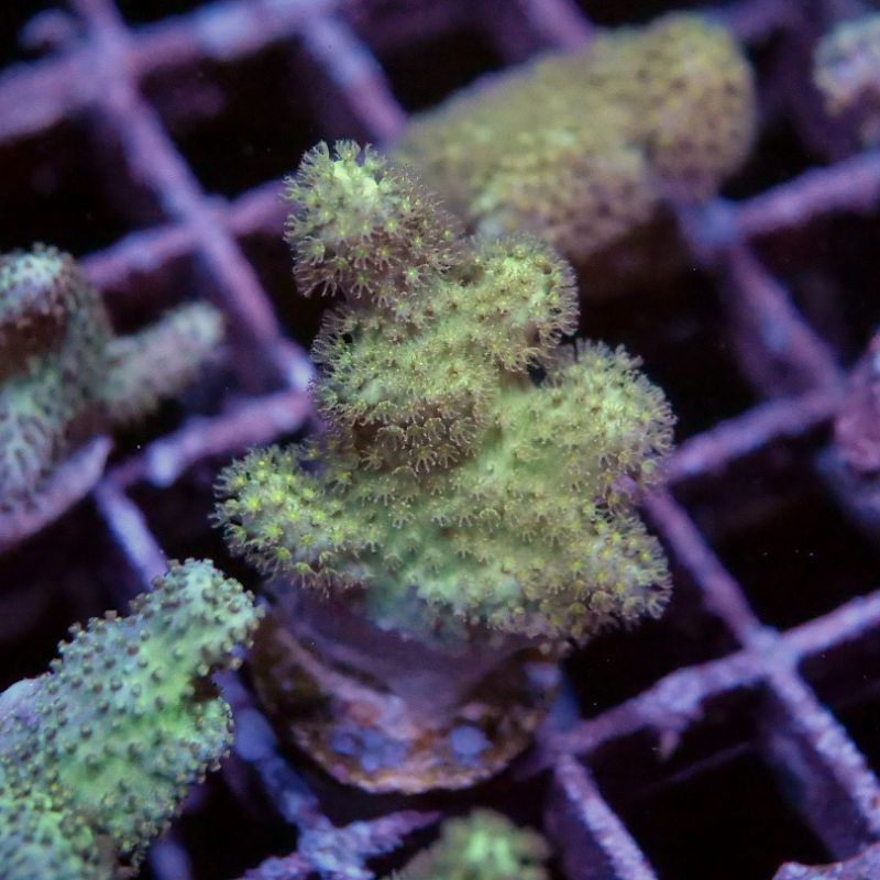 Sinularia sp. 'Yellow'