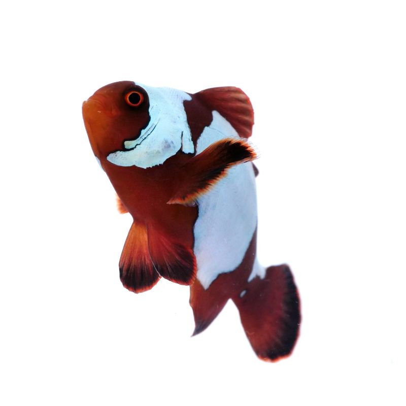 Samtanemonenfisch