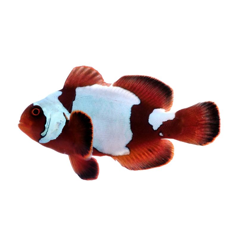 Samtanemonenfisch