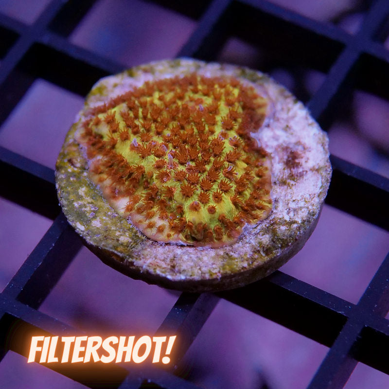 Stylocoeniella sp. 'Burning Banana'