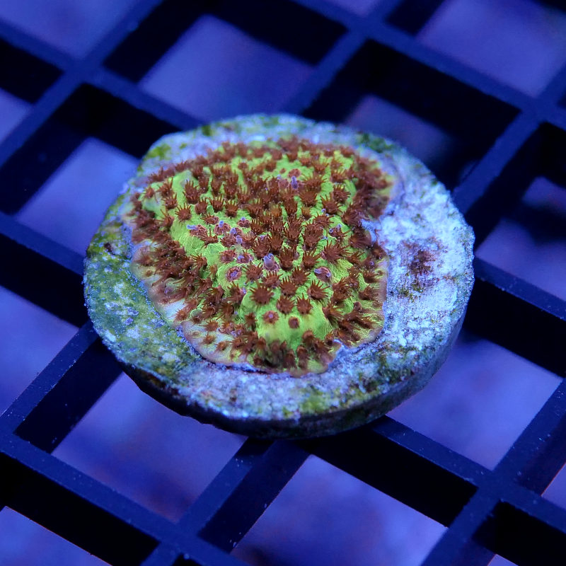 Stylocoeniella sp. 'Burning Banana'