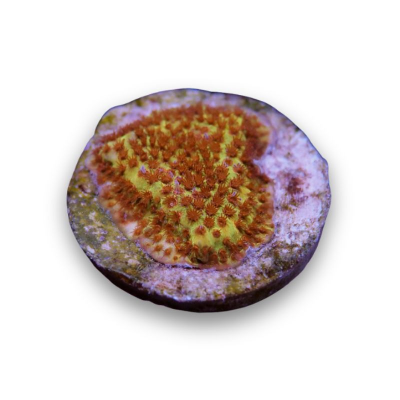 Stylocoeniella sp. 'Burning Banana'