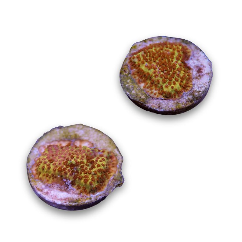 Stylocoeniella sp. 'Burning Banana'