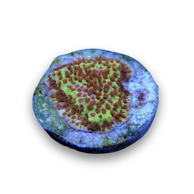 Stylocoeniella sp. 'Burning Banana'