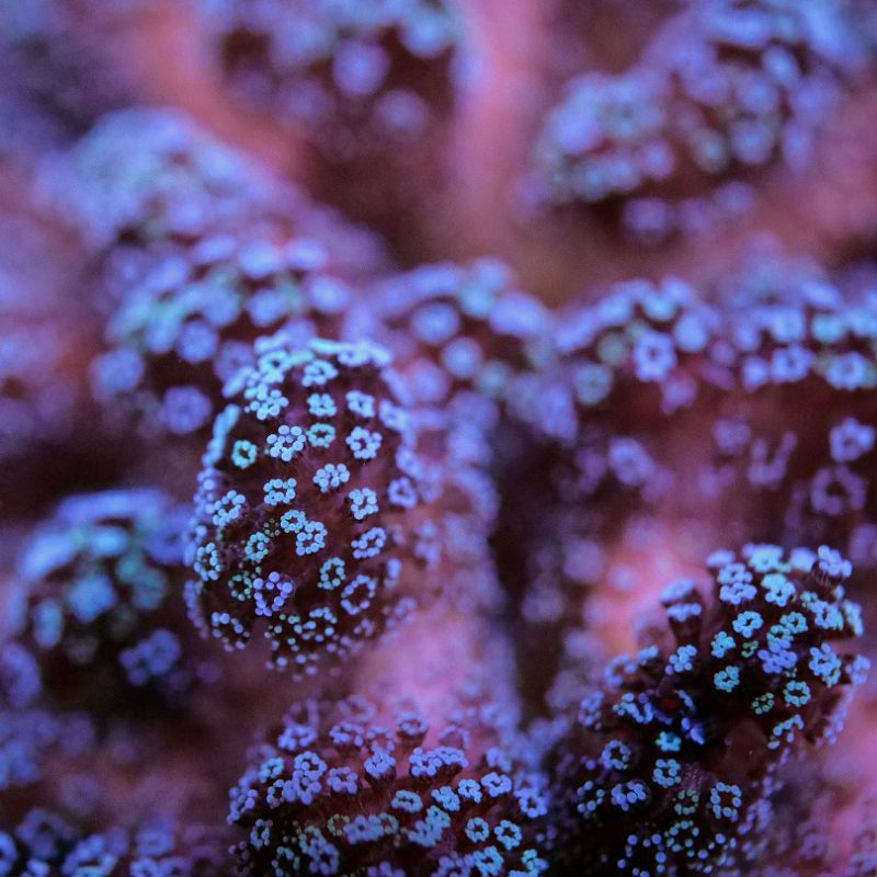 Stylophora pistillata 'Bug Out'