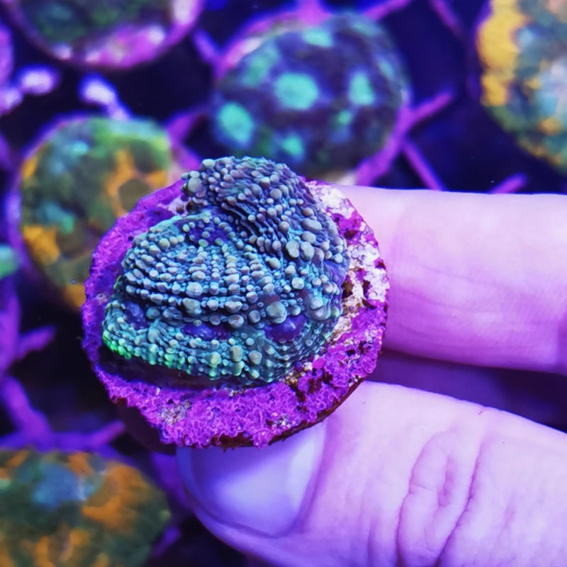 Acanthastrea echinata 'Blue'