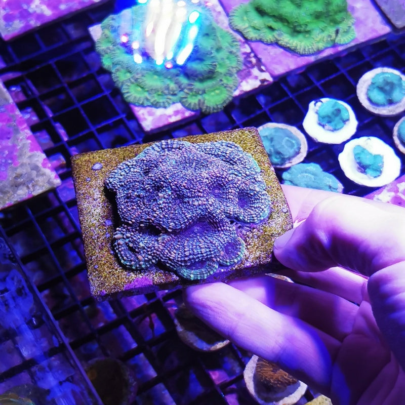 Acanthastrea echinata 'Blue'