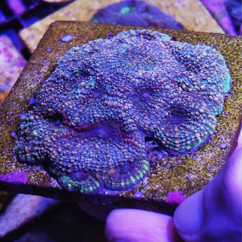 Acanthastrea echinata 'Blue'