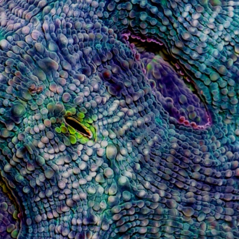 Acanthastrea echinata 'Blue'