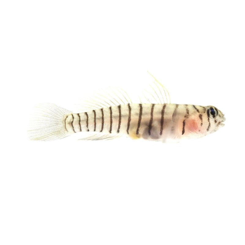 Tiger Goby