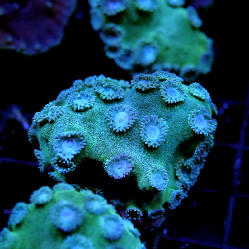 Korallenpaket XL - Erstbesatz