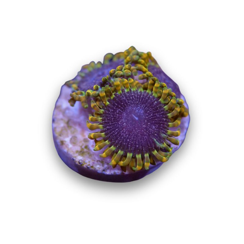 Zoanthus sp. 'Tantrum'