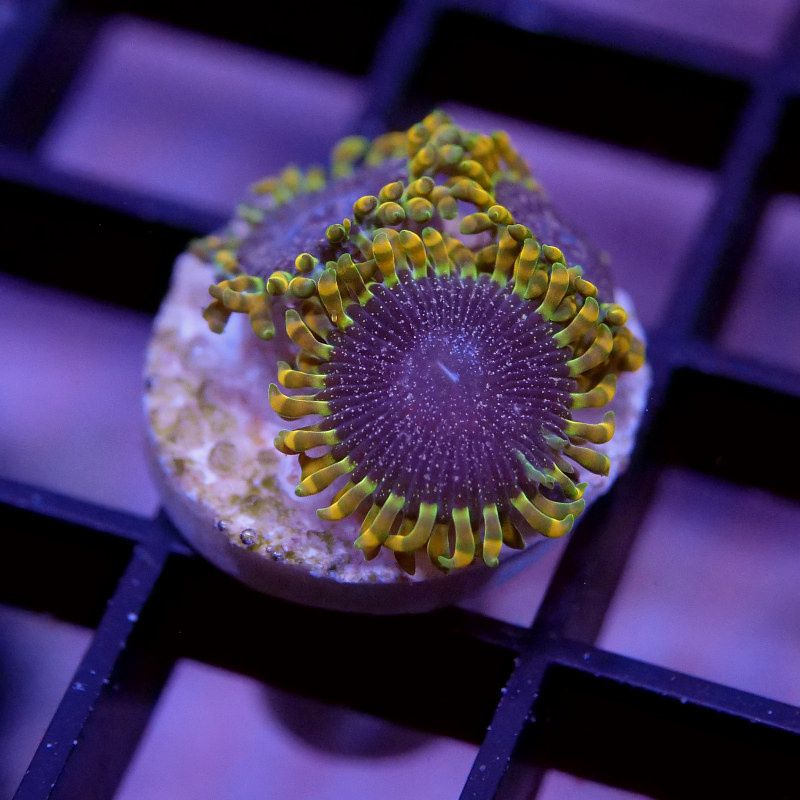 Zoanthus sp. 'Tantrum'