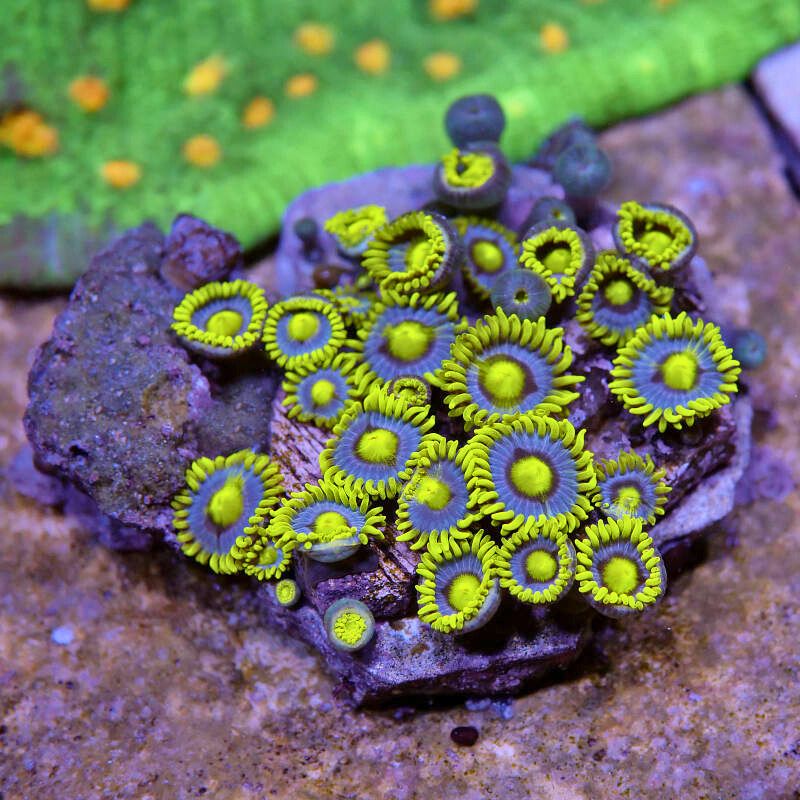 Zoanthus sp. 'Blueberry Pie'