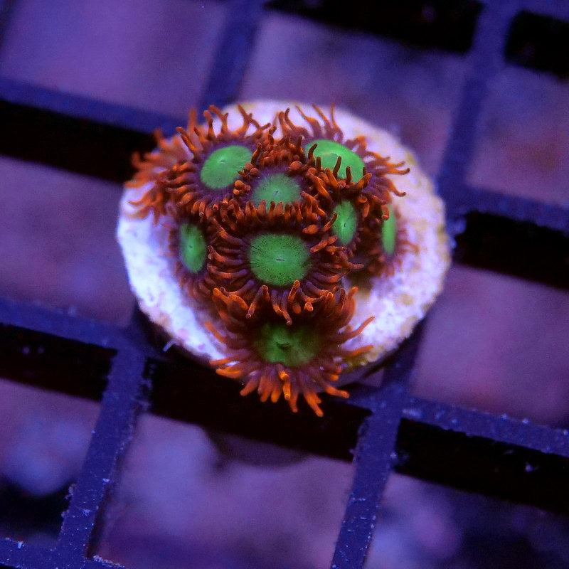 Frag Pack XL - Tank Start