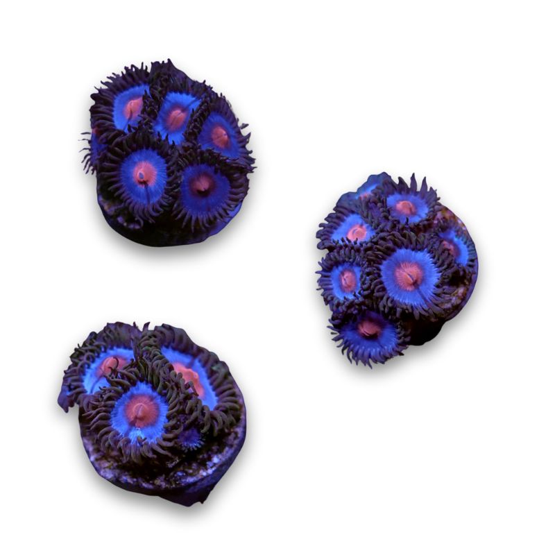 Zoanthus sp. 'Miami Vice'