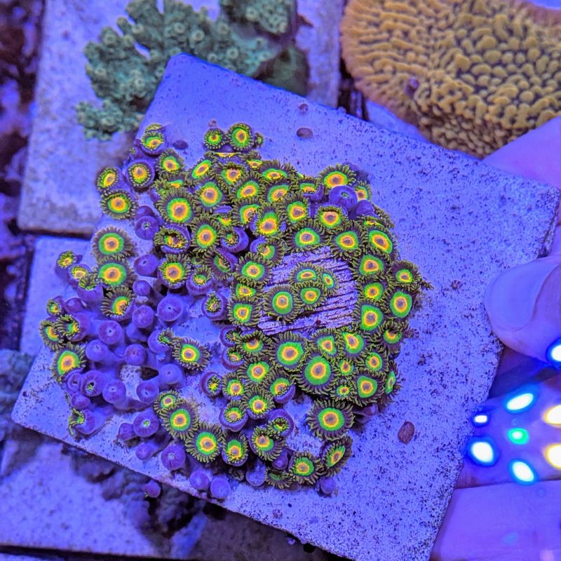 Buy Zoanthus Rasta - Tri-colored encrusting anemone - aquacultured