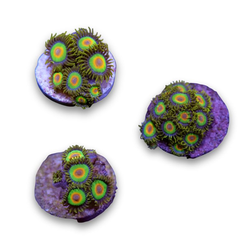 Zoanthus sp. 'Rasta'