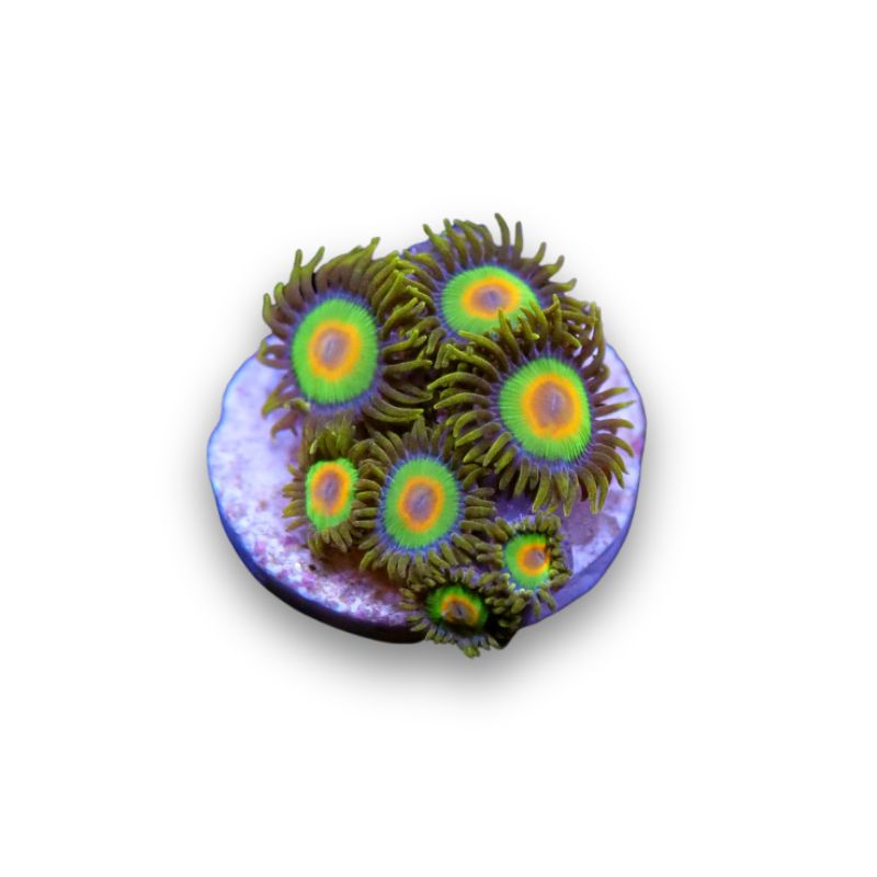 Zoanthus sp. 'Rasta'