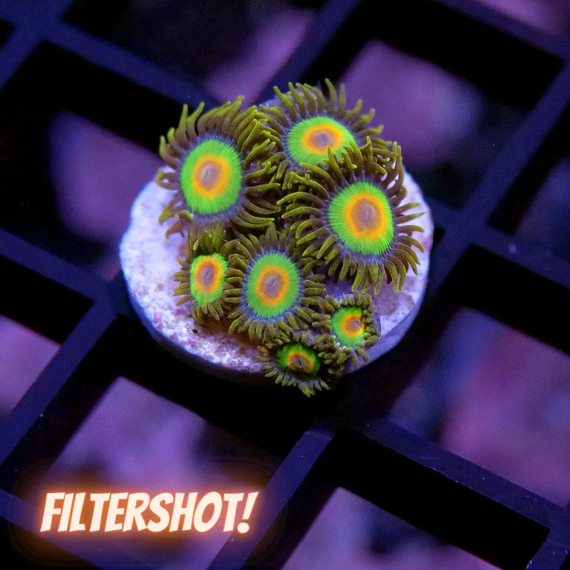 Zoanthus sp. 'Rasta'