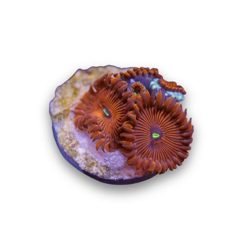 Zoanthus sp. 'Red People Eater'