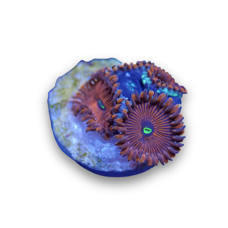 Zoanthus sp. 'Red People Eater'