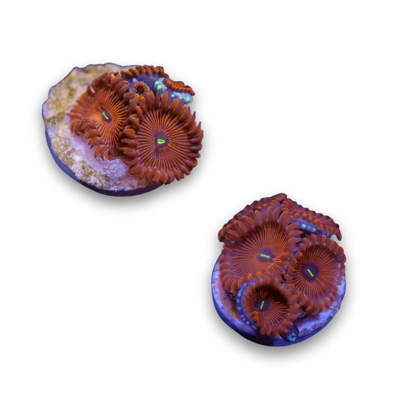 Zoanthus sp. 'Red People Eater'