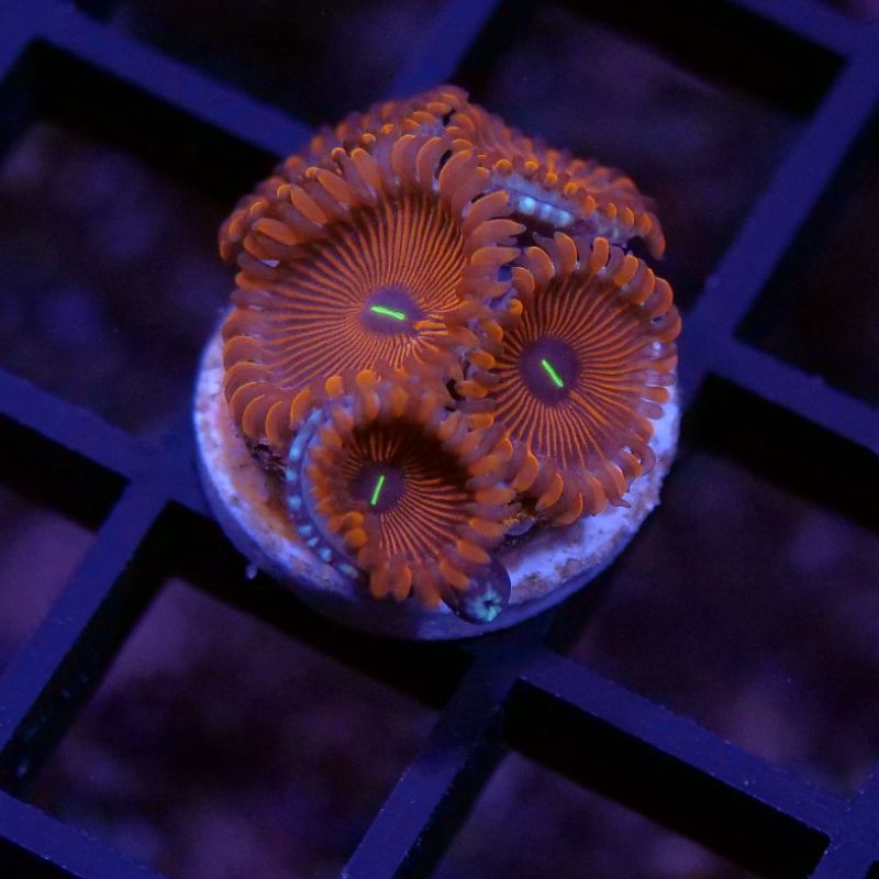 Zoanthus sp. 'Red People Eater'