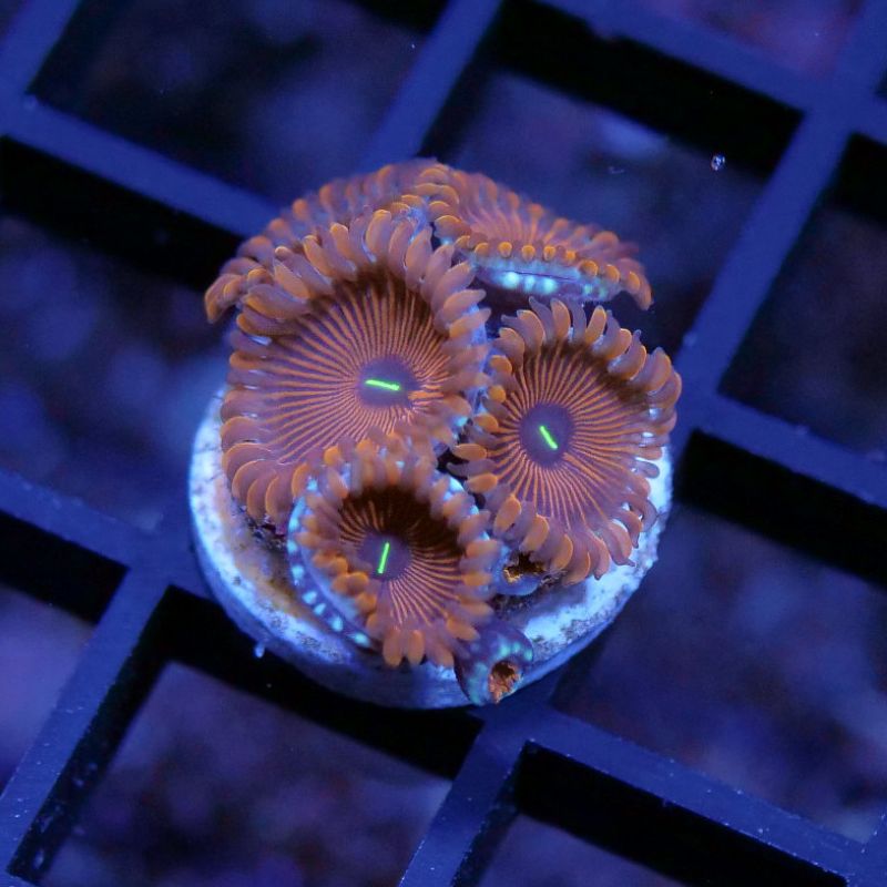 Zoanthus sp. 'Red People Eater'