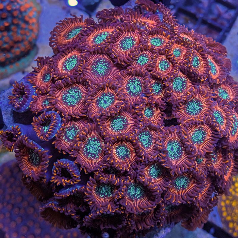 Buy Zoanthus Red Magicians Zoanthus red breeding