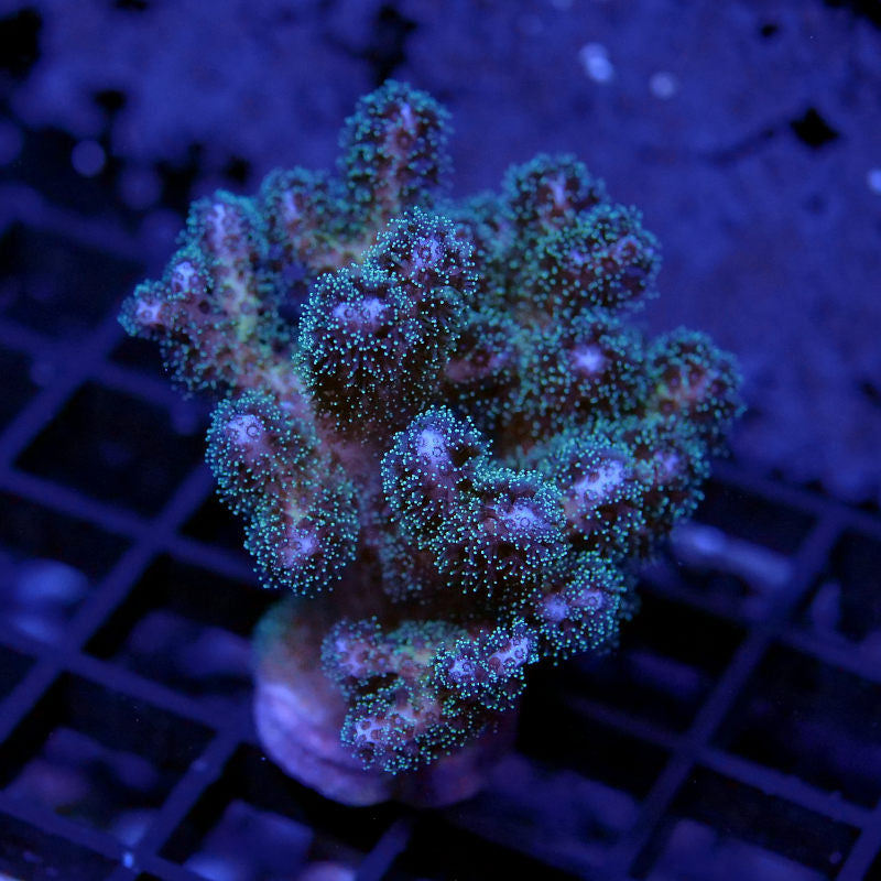 Pocillopora damicornis 'Tricolor'