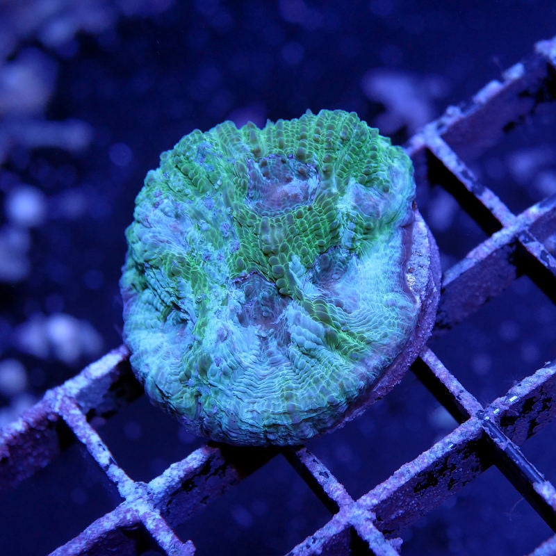 Acanthastrea echinata 'Rainforest'